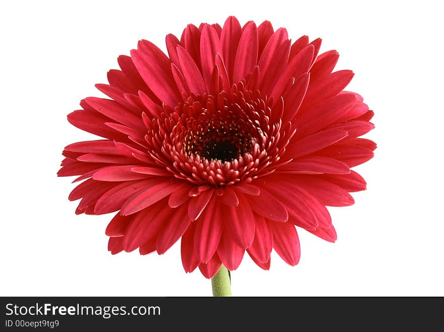 Pink flower on a white background...