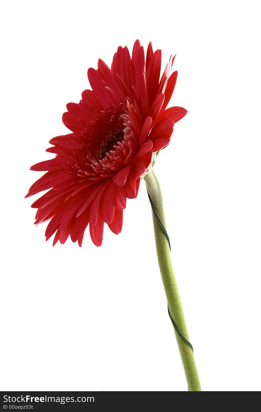 Pink flower on a white background...