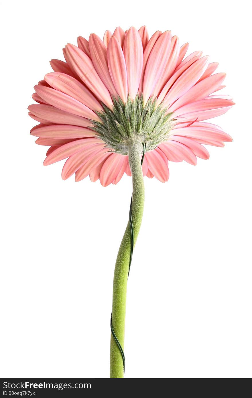 Pink flower on a white background...