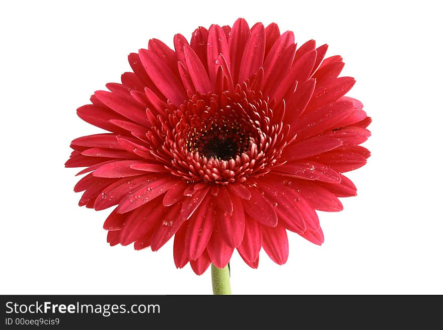 Pink flower on a white background...