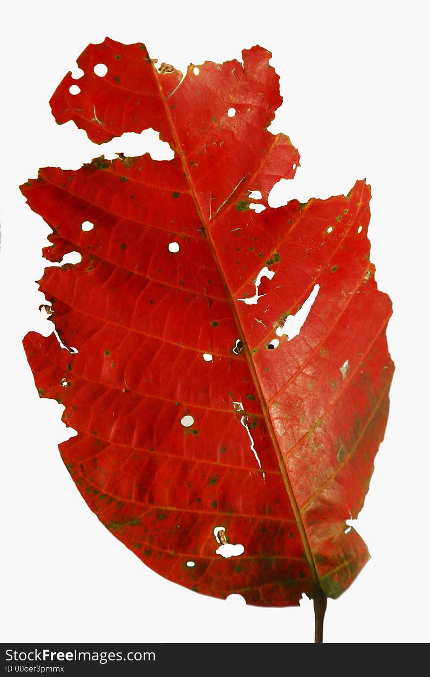 Red Leaf