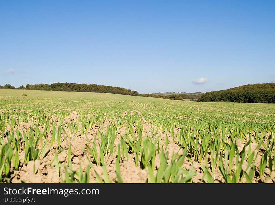 He is a wheat field in morning sunshine. He is a wheat field in morning sunshine.