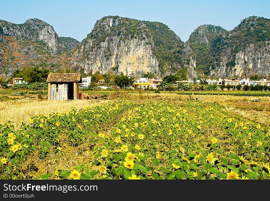 Growth in the fields of sunflowers. Growth in the fields of sunflowers