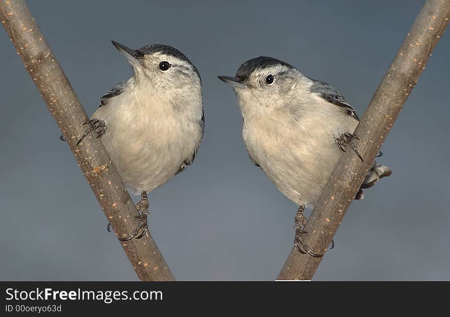 Twin Nuthatches