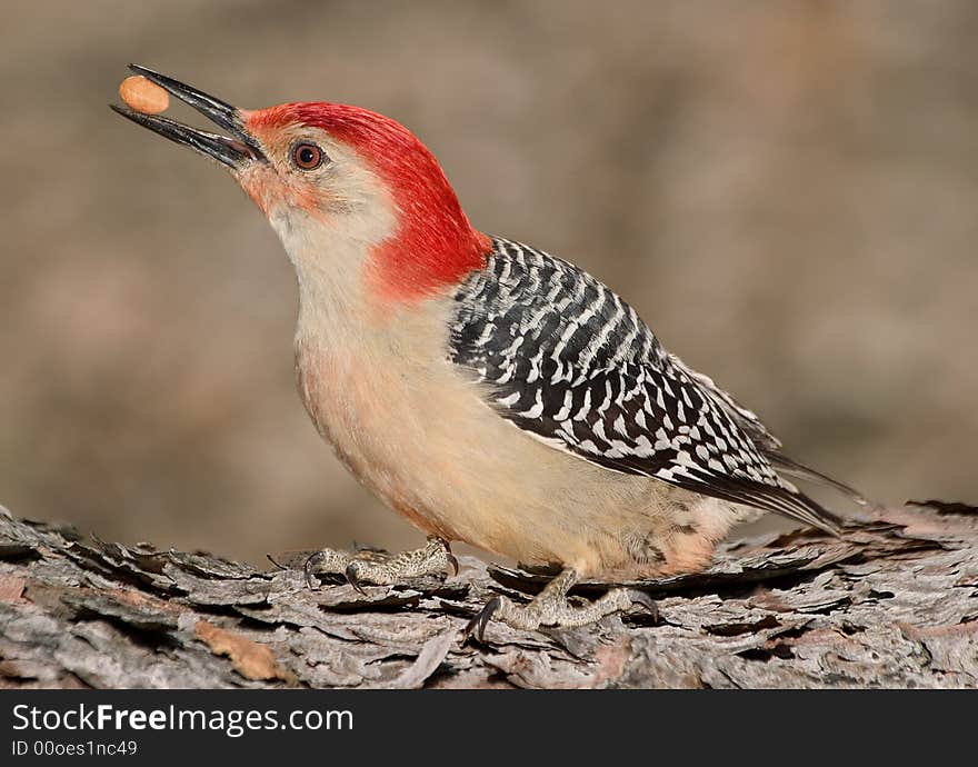 Woodpecker with nut