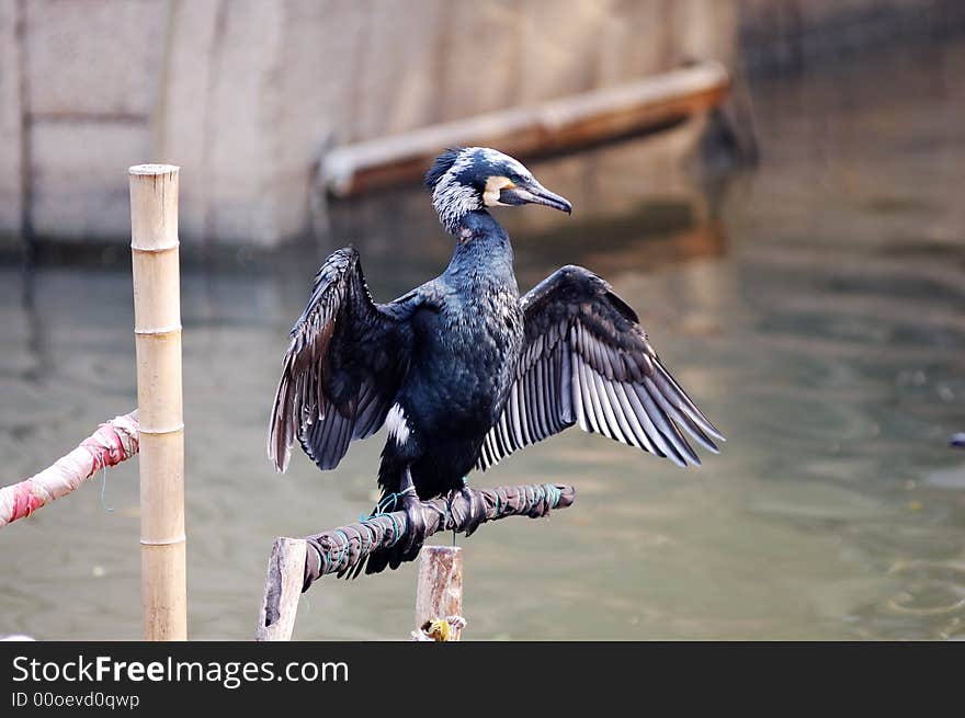 A cormorant stands on a little boat. This is a fishing show of a view called Tongli.