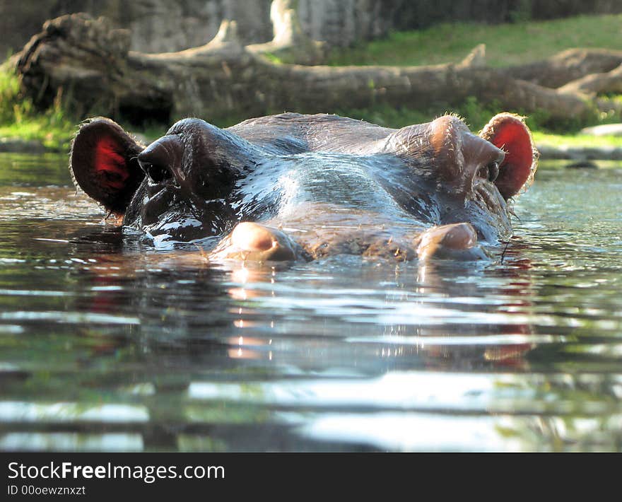 A beautiful big massive African Hippopotamus (Hippopotamus amphibius) head portrait at water level with alert expression in the face resting in a river, looking straight and watching. A beautiful big massive African Hippopotamus (Hippopotamus amphibius) head portrait at water level with alert expression in the face resting in a river, looking straight and watching