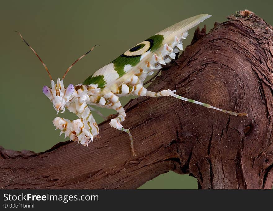 A spiny flower mantis is waiting for prey on a branch. A spiny flower mantis is waiting for prey on a branch.