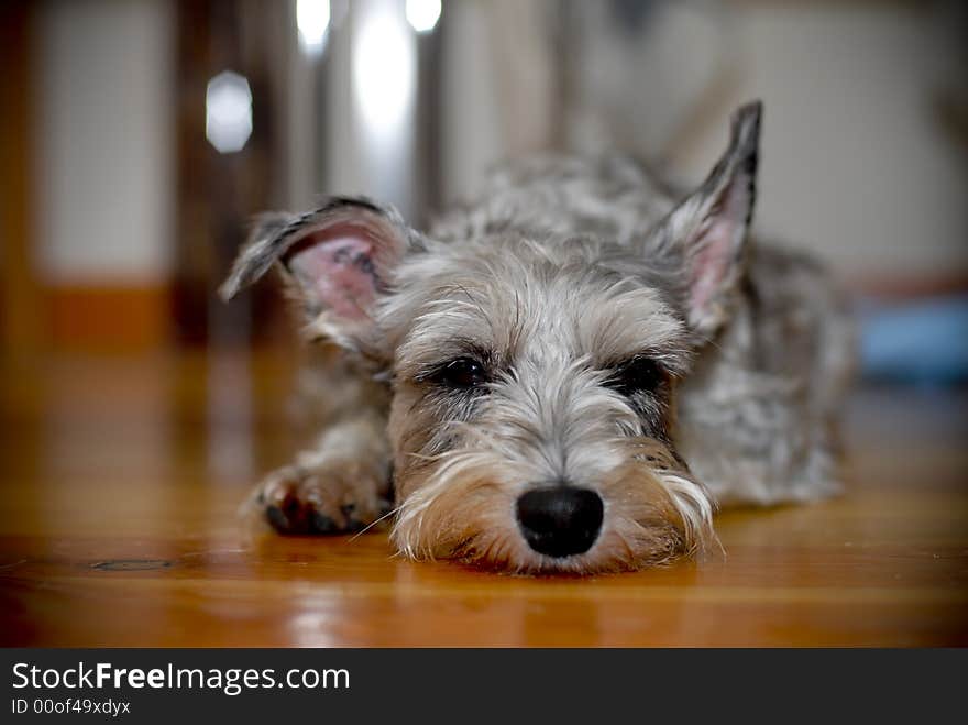 Maltese Resting on the floor. Maltese Resting on the floor