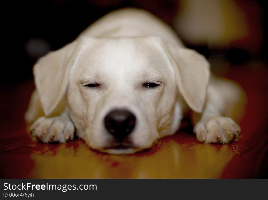 Jack Russell Sleeping on the Floor. Jack Russell Sleeping on the Floor