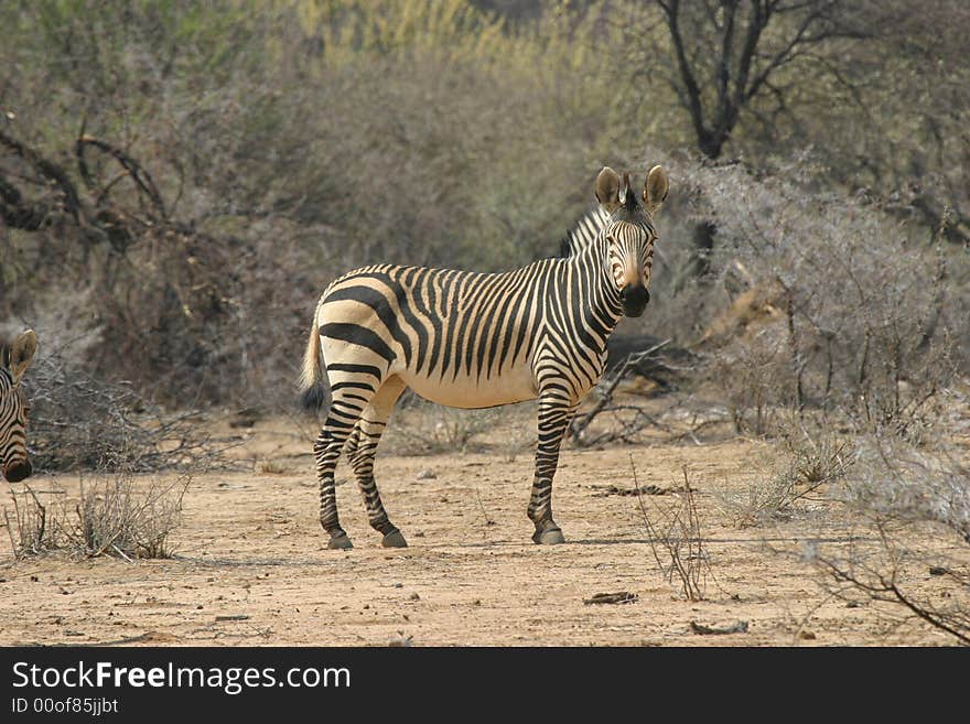 Single zebra standing in the sunny namibian bushland and looking at the camera