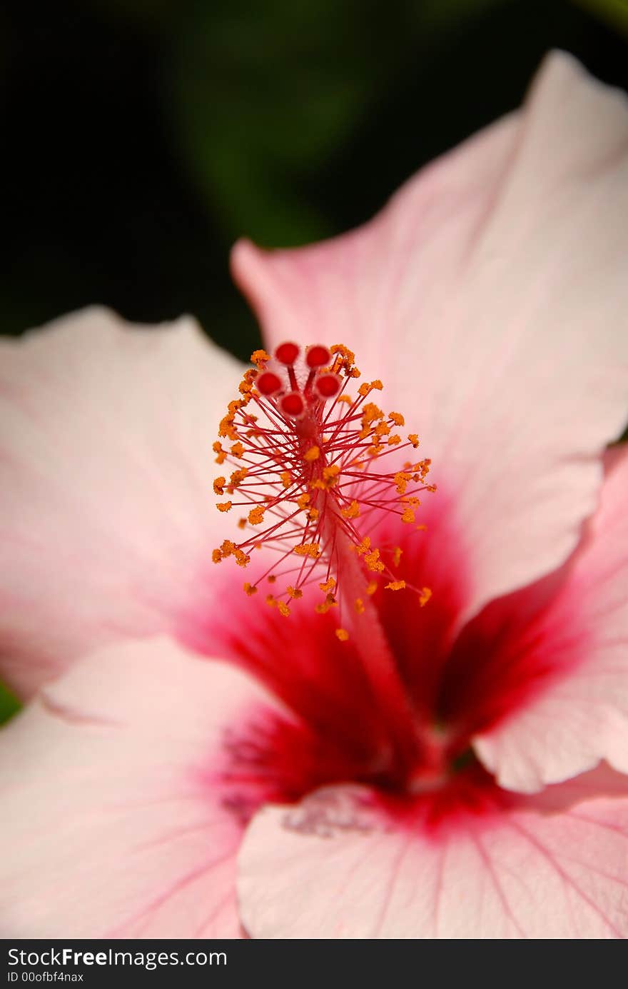 Close up of a flower. Close up of a flower