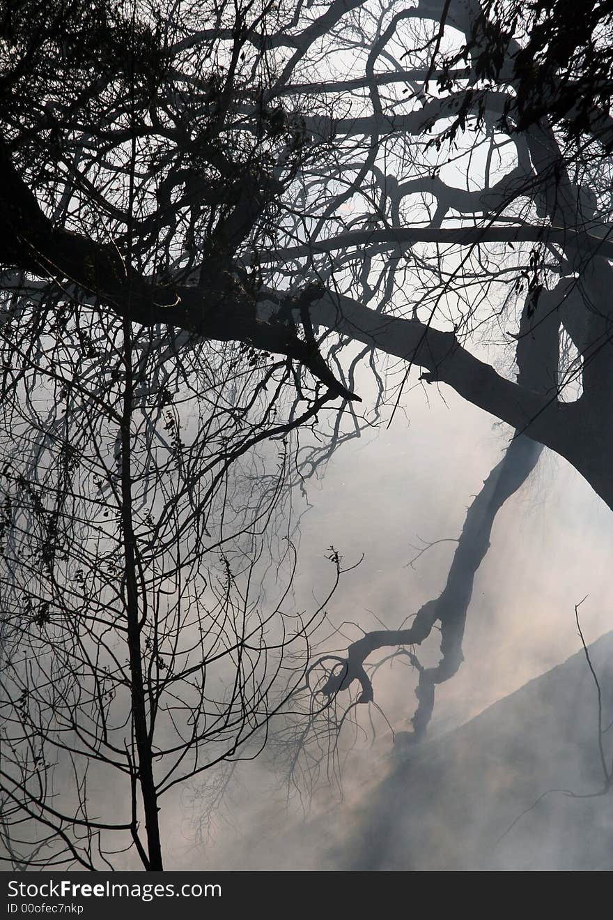 Tree branches hidden in fog