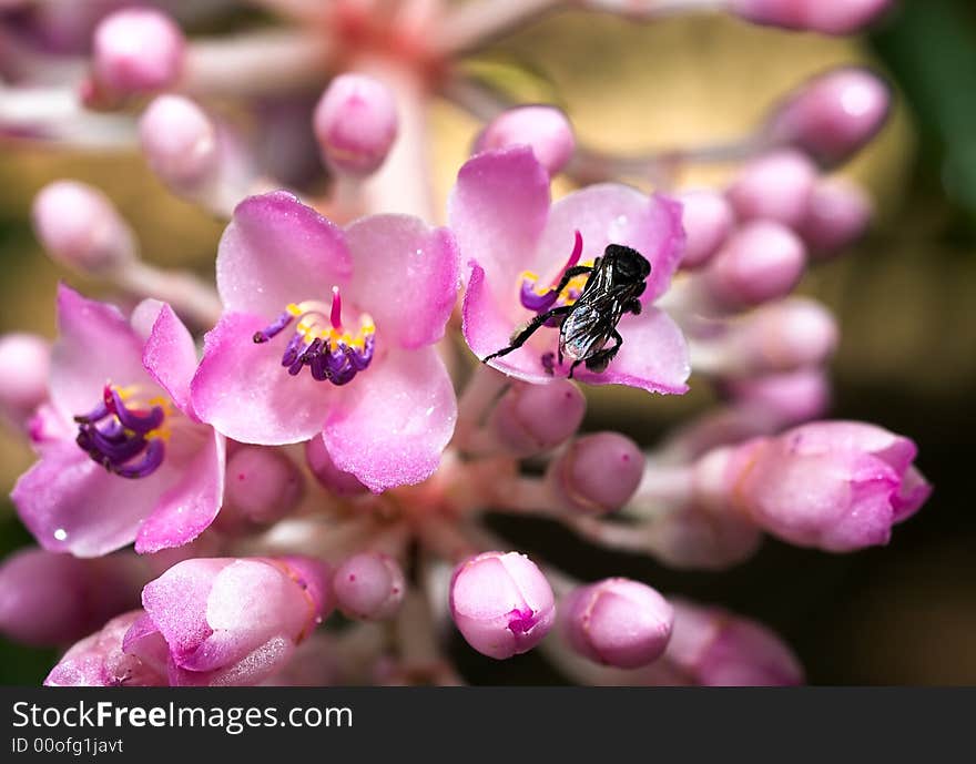 Singless bee on the flwoers of the Pterygota alata Kasah. Singless bee on the flwoers of the Pterygota alata Kasah