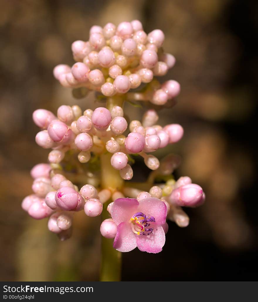 First blooming bud of a bunch of buds on the raceme of the Pterygota alata Kasah. First blooming bud of a bunch of buds on the raceme of the Pterygota alata Kasah