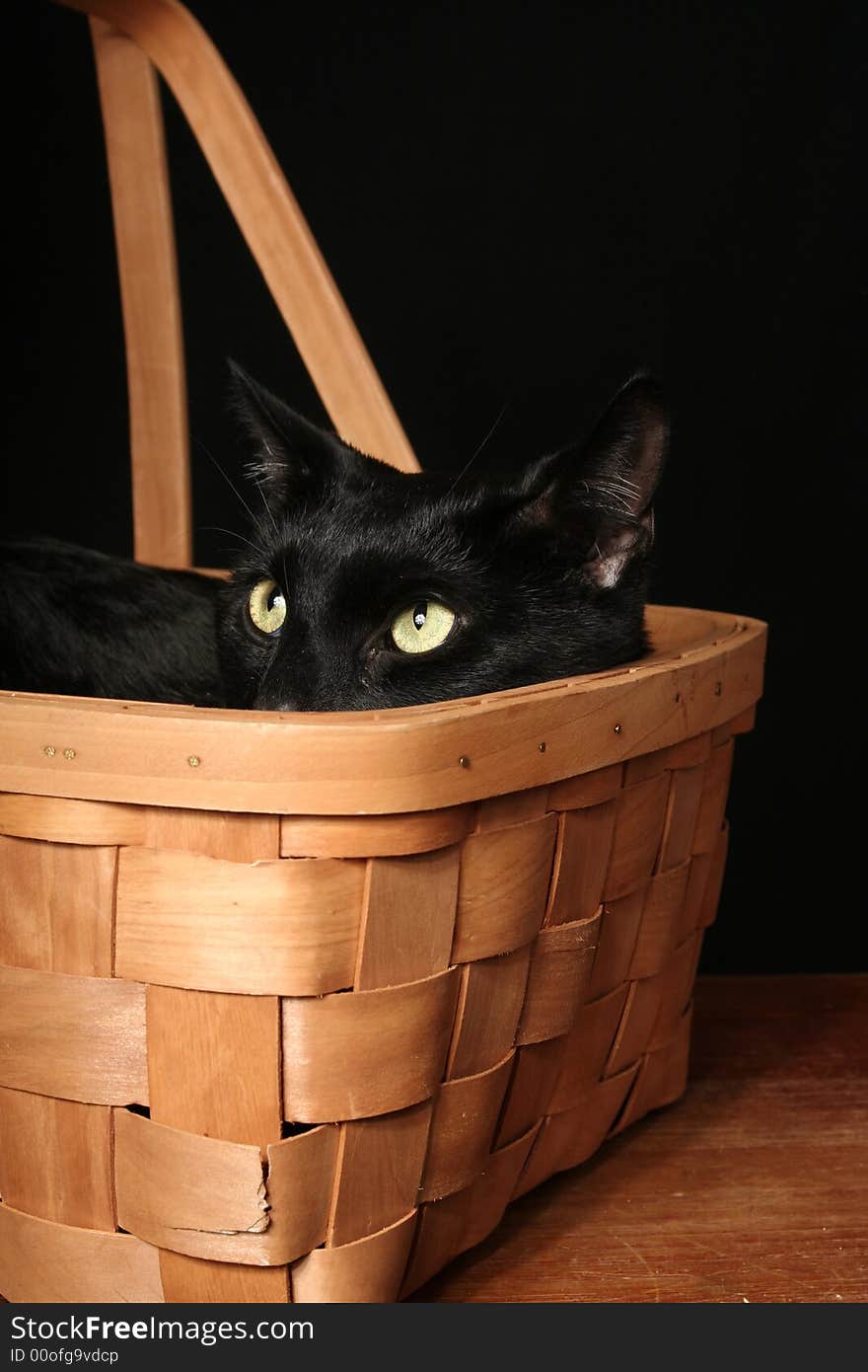 Black cat in a basket