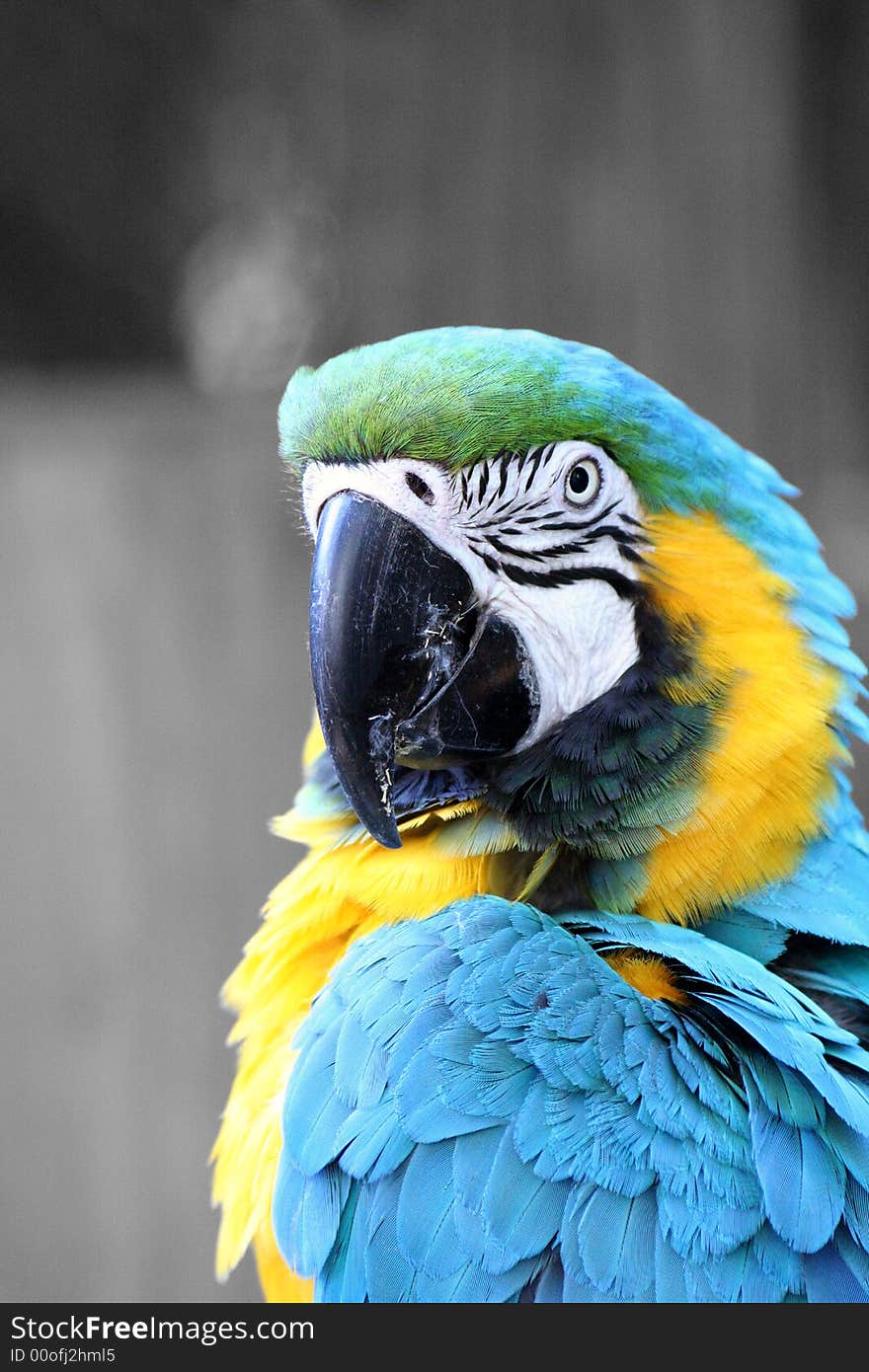 Blue and gold macaw bird against a gray background.