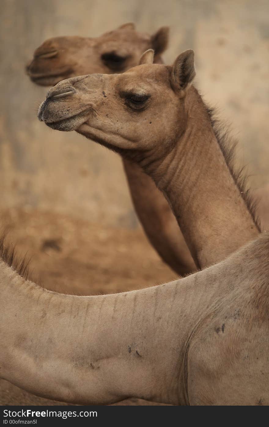 Camel