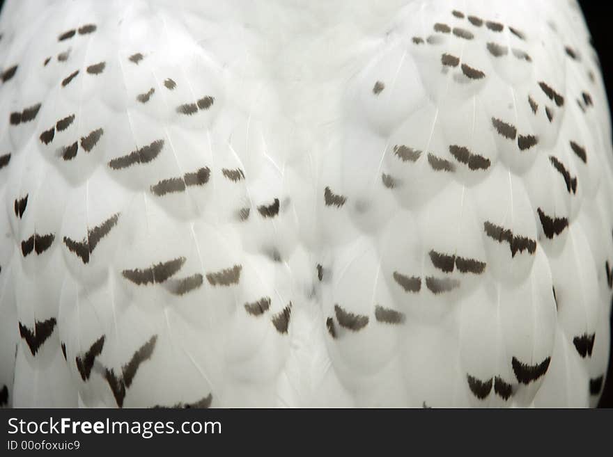 Snow owl back , abstract background