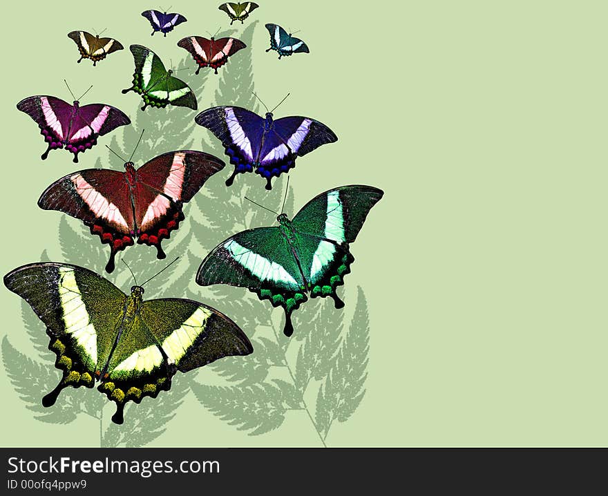 Colored butterflies rising with a faded fern leaf background and copy-space. Colored butterflies rising with a faded fern leaf background and copy-space