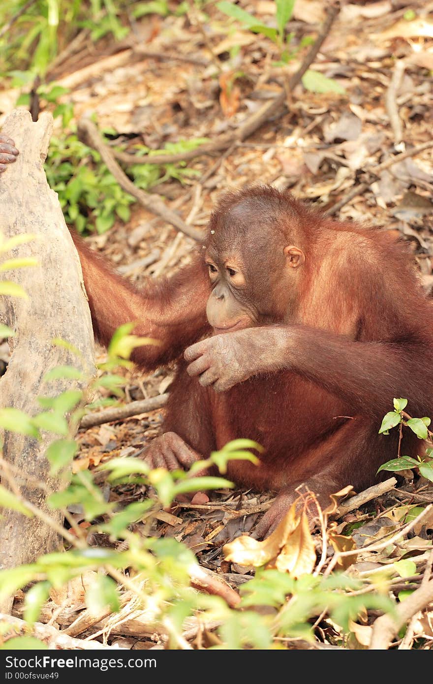 Young Orang-Utan looking cute on forest floor