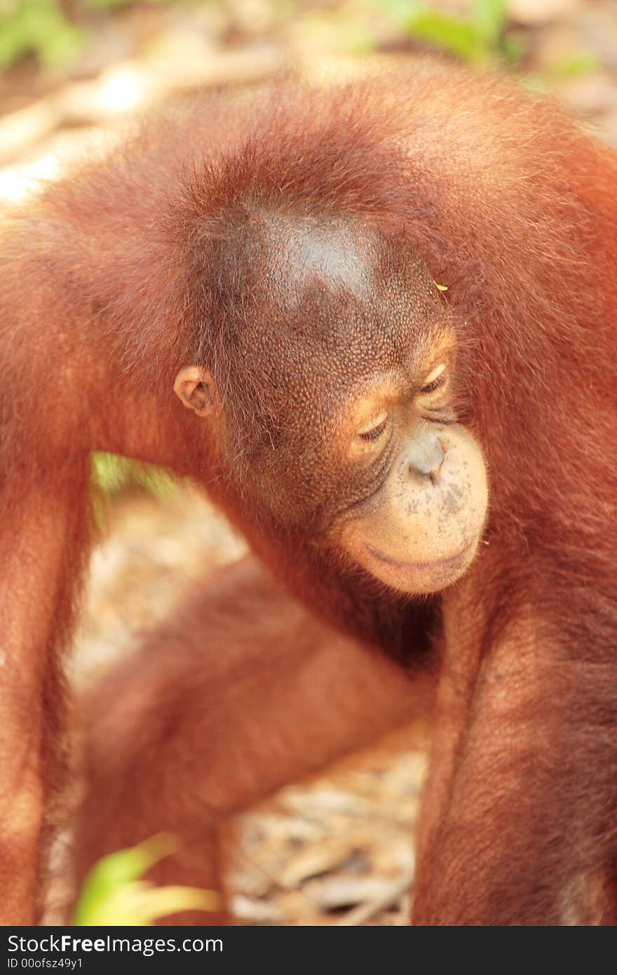 Young Orang-Utan close up