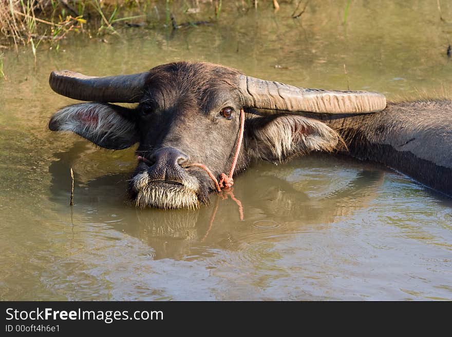 A buffalo is cooling off in the water.