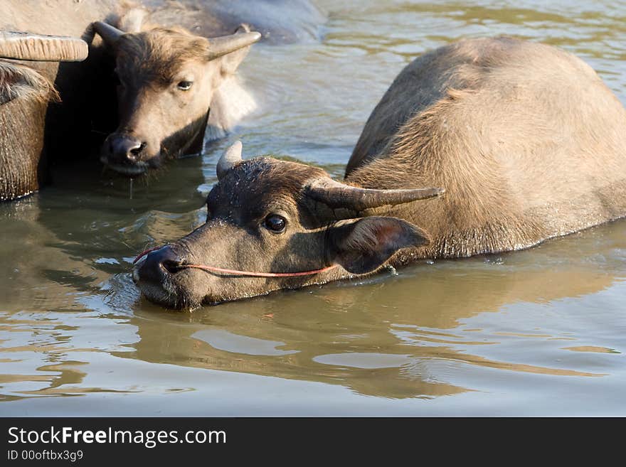 Buffalos is cooling off in the water.