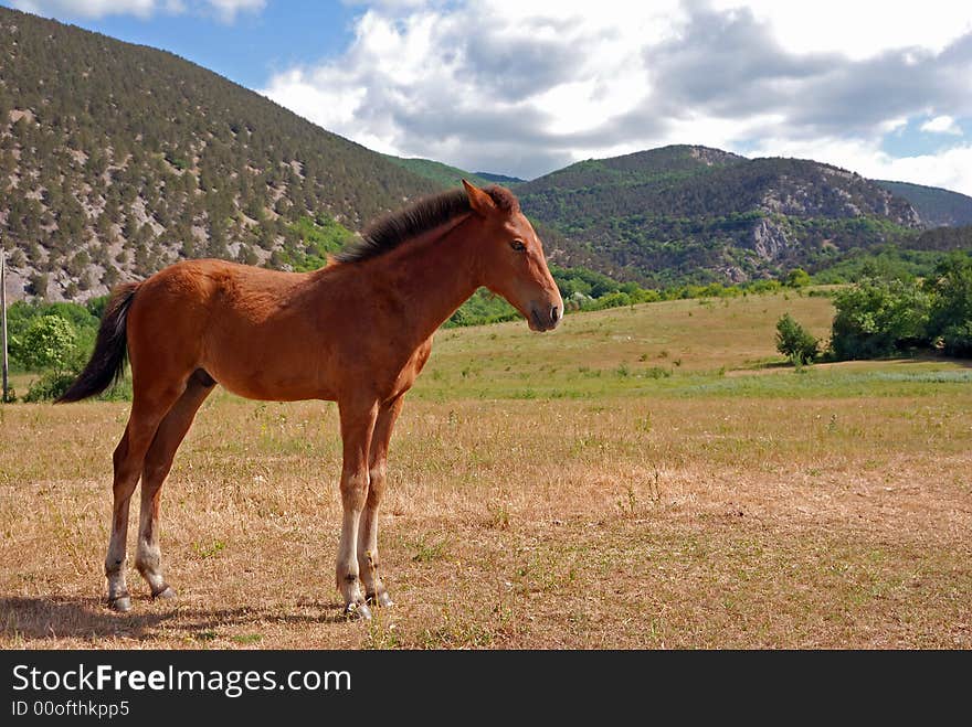 Sorrel foal, young horse, Crimea