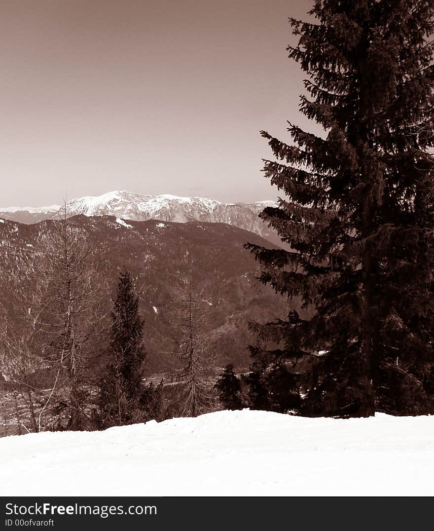 Beautiful winter scenic, fresh snow, big alpine tree and high mountain peaks covered in snow in the background, sepia color image; suitable for Christmas card. Beautiful winter scenic, fresh snow, big alpine tree and high mountain peaks covered in snow in the background, sepia color image; suitable for Christmas card