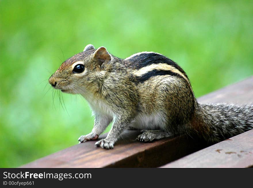 Chipmunk on roof