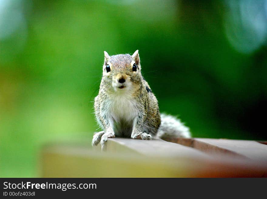 Chipmunk on bench