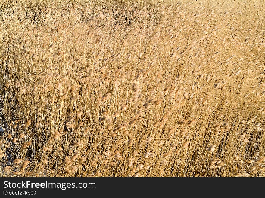 Golden Reed In Wind