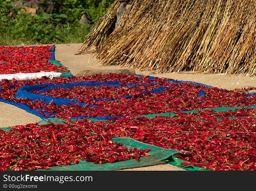 Drying Red Hot Pepper