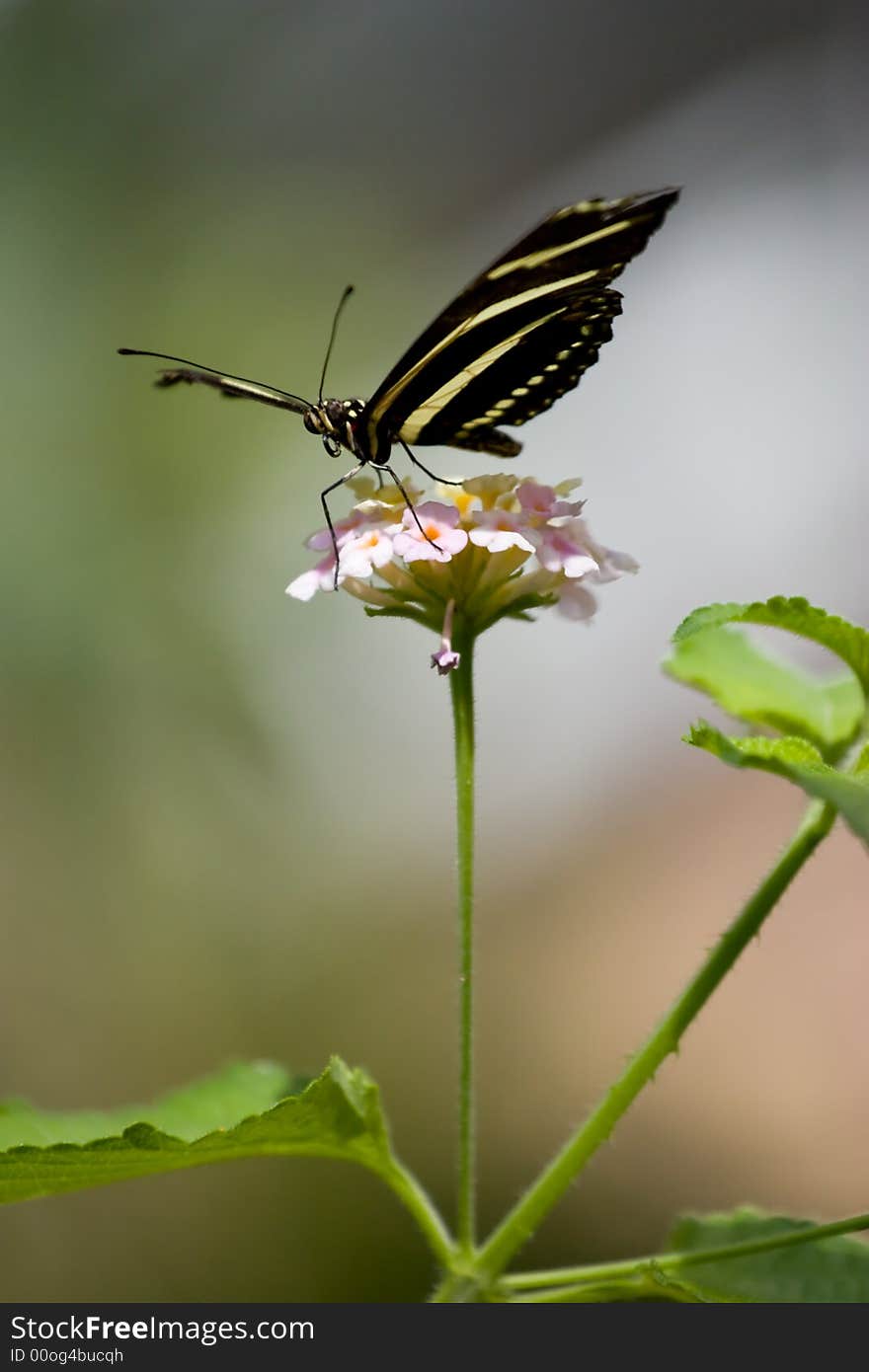 Butterfly on flower