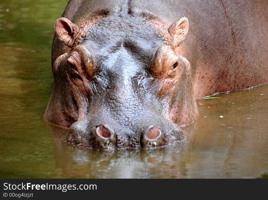 Just Hippo