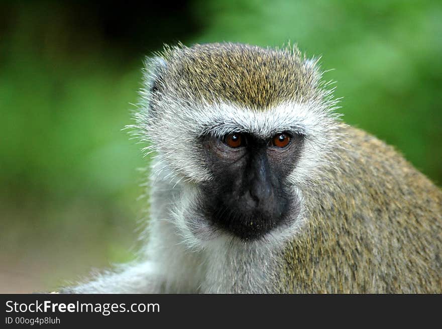 Head shot of a vevet monkey. Head shot of a vevet monkey