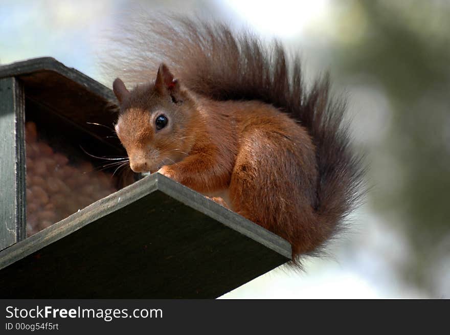 Red squirrel