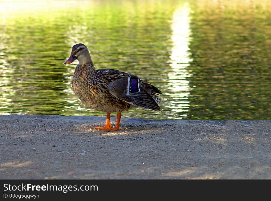 Duck and water