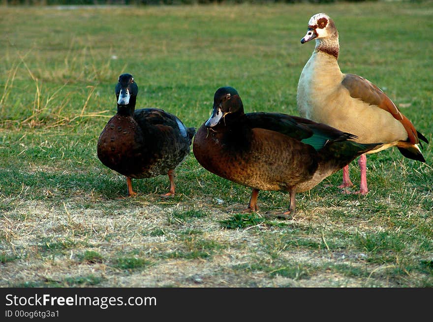 Geese and ducks