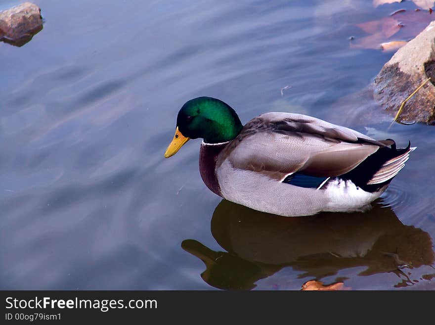 Duck in blue water