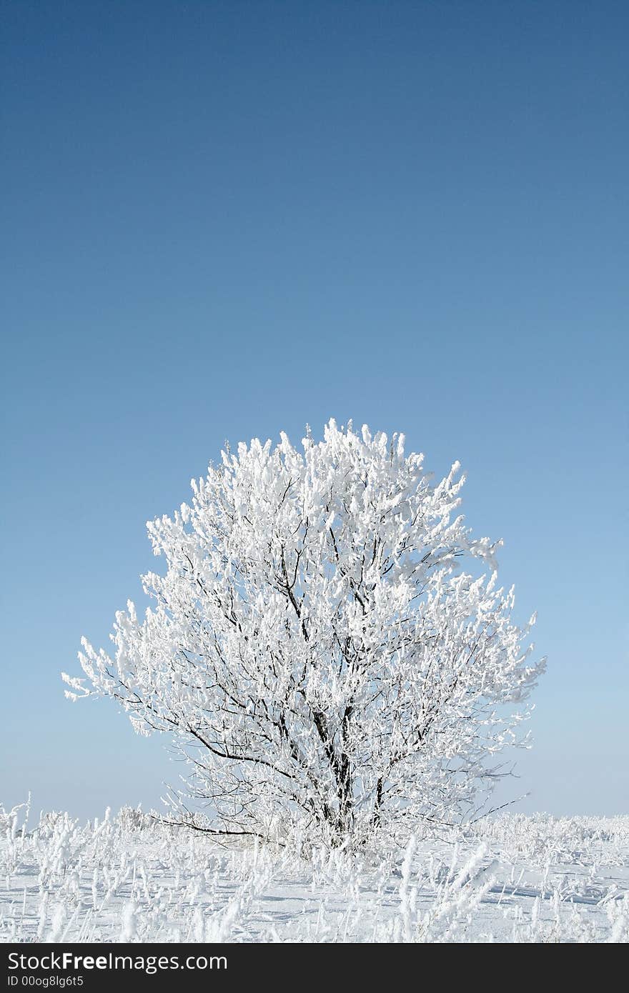 Alone frozen tree. white winter