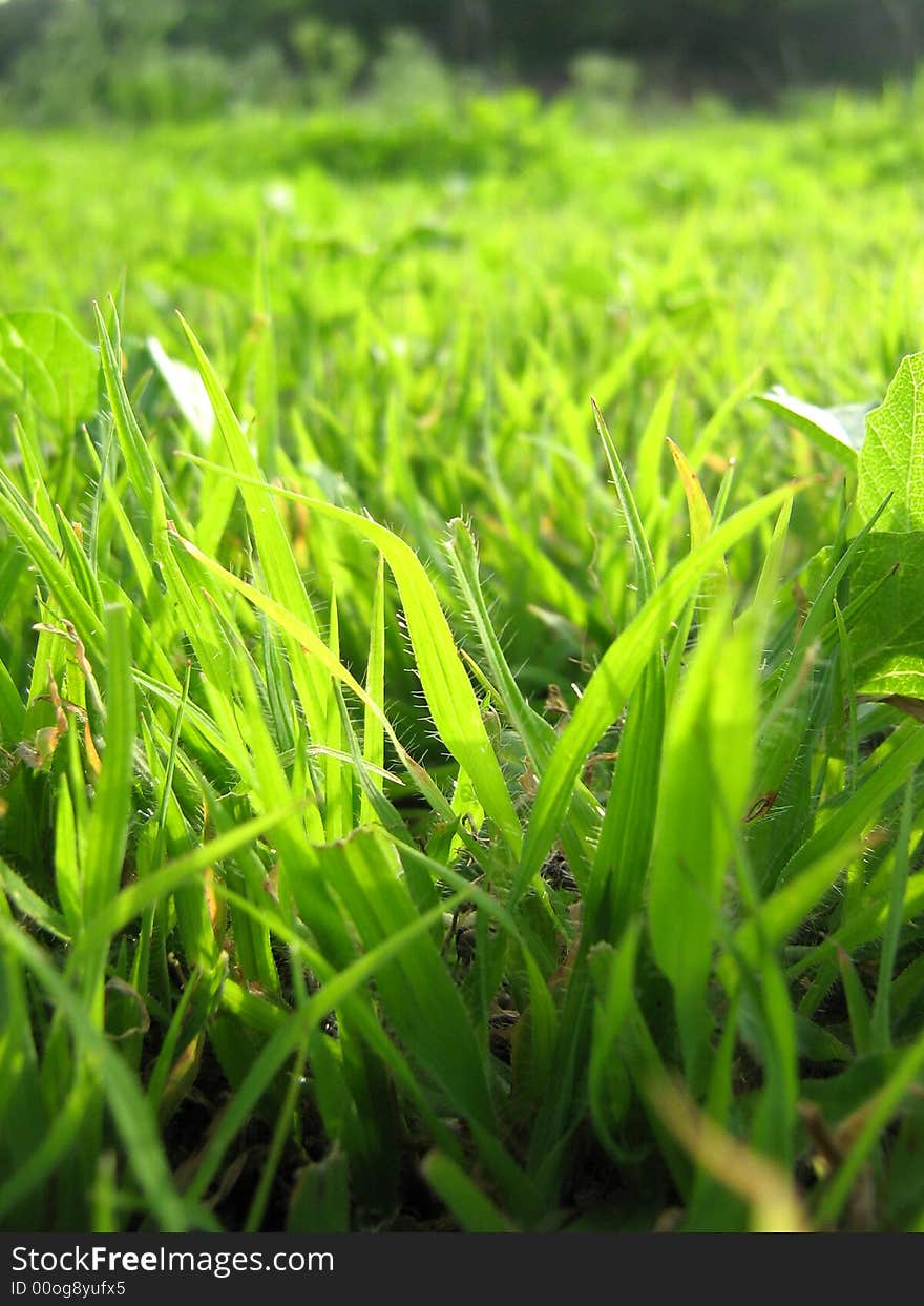 Green Grass