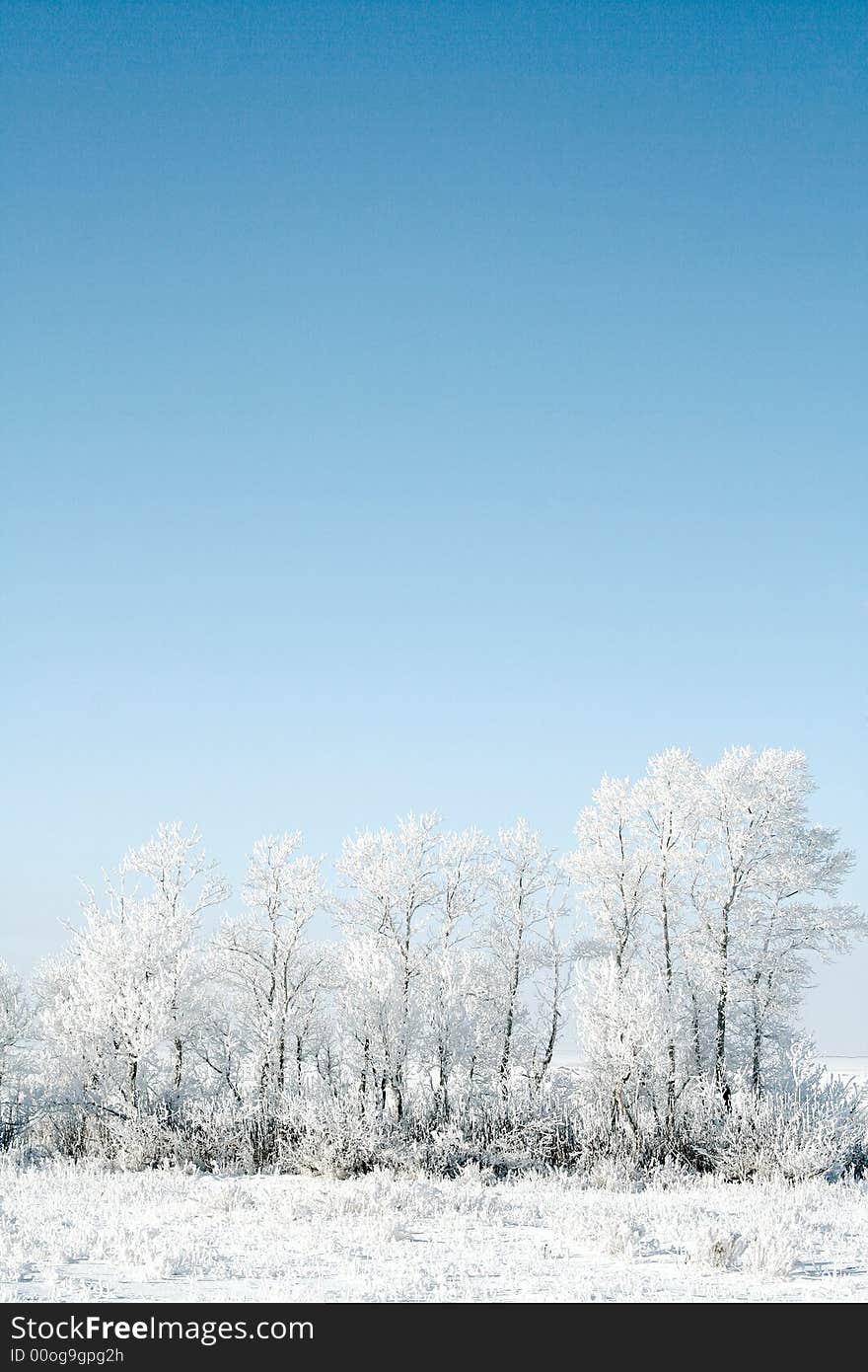 Frozen trees on sky background. white winter