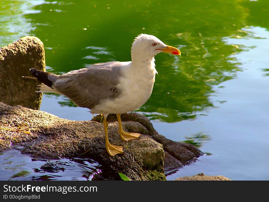 Seagull bird standing up