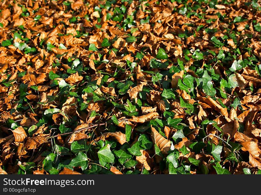 Autumn Leaves And Ivy