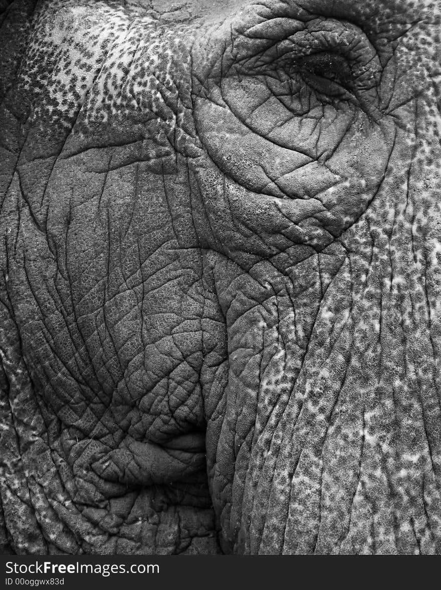 Old Elephant Portrait 4