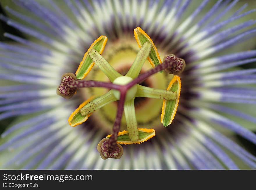 Passiflora Caerulea