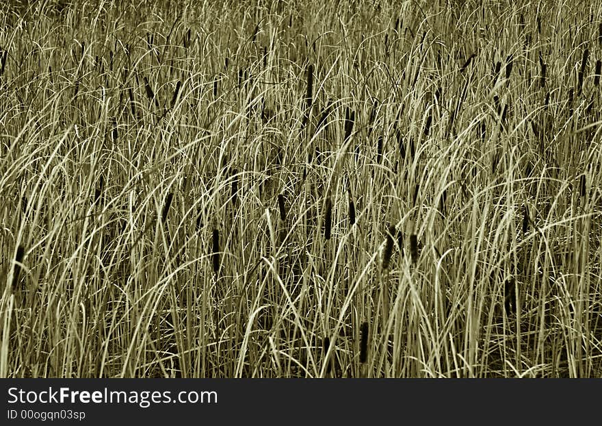 A field / meadow of straws in sepia tone