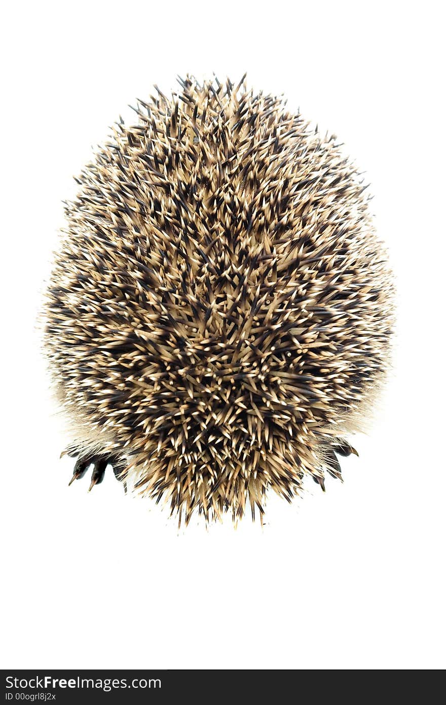 Hedgehog on a white background